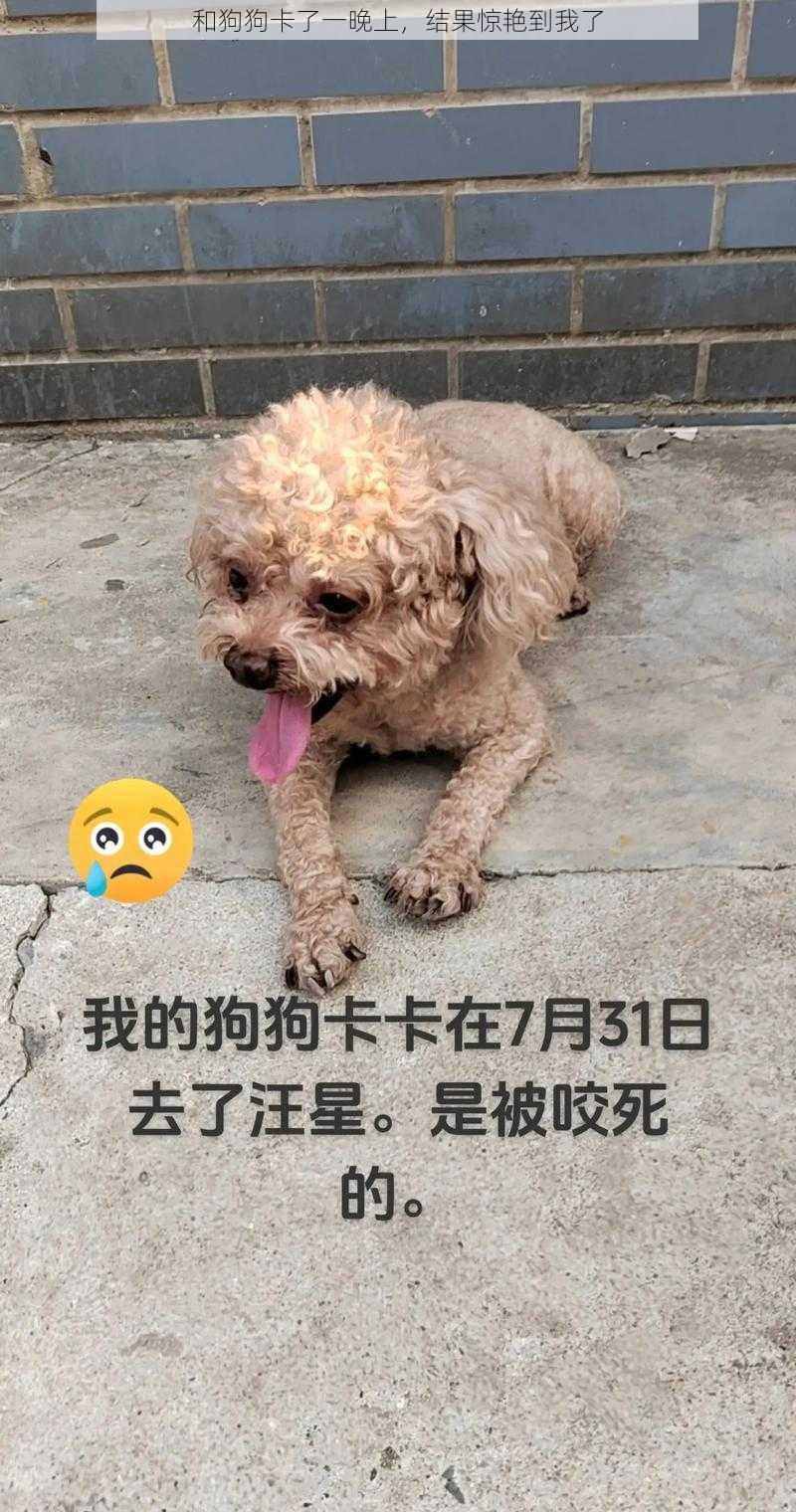 和狗狗卡了一晚上，结果惊艳到我了