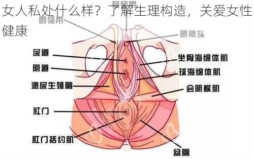 女人私处什么样？了解生理构造，关爱女性健康