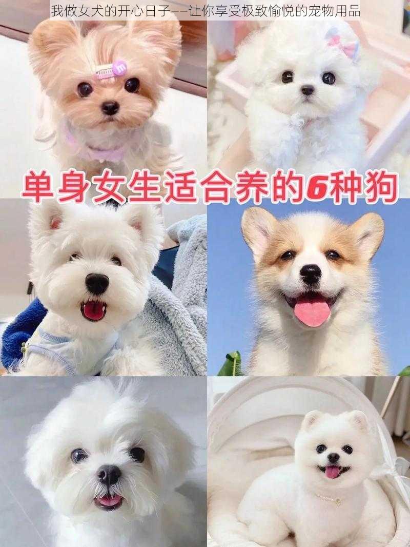 我做女犬的开心日子——让你享受极致愉悦的宠物用品