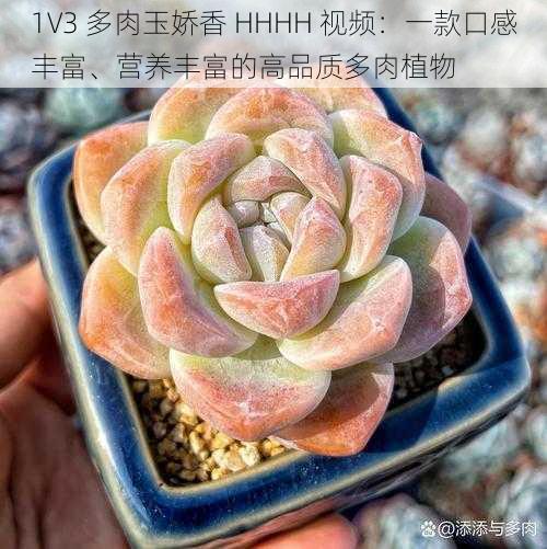 1V3 多肉玉娇香 HHHH 视频：一款口感丰富、营养丰富的高品质多肉植物