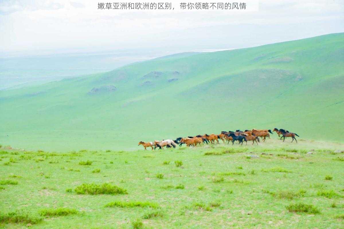 嫩草亚洲和欧洲的区别，带你领略不同的风情