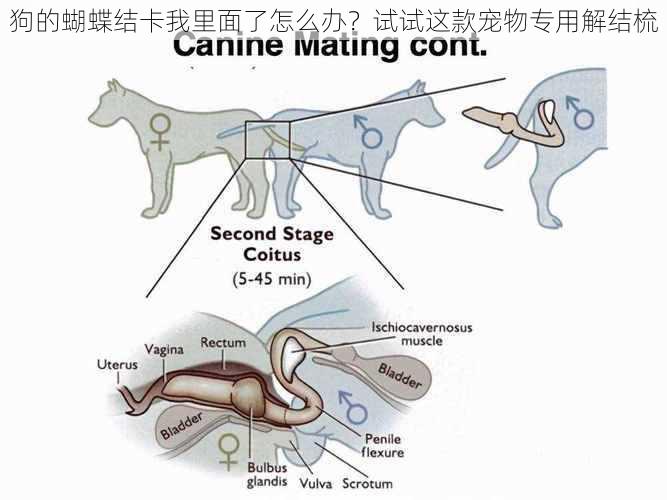 狗的蝴蝶结卡我里面了怎么办？试试这款宠物专用解结梳