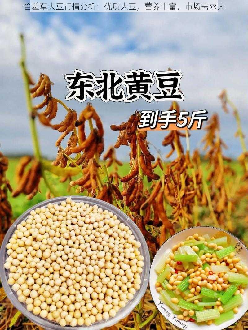 含羞草大豆行情分析：优质大豆，营养丰富，市场需求大