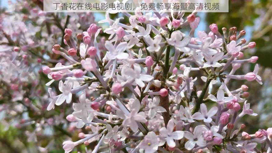 丁香花在线电影电视剧，免费畅享海量高清视频