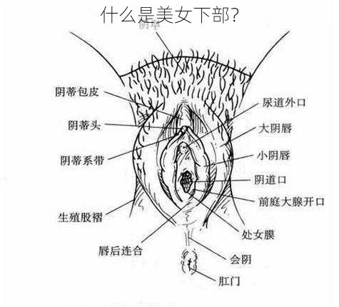 什么是美女下部？