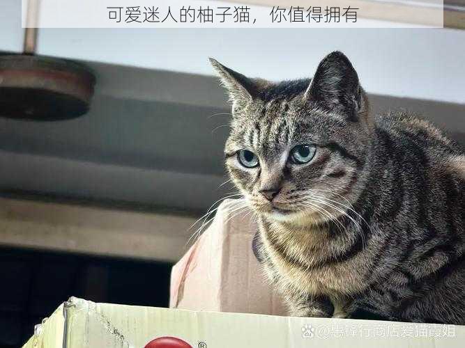 可爱迷人的柚子猫，你值得拥有