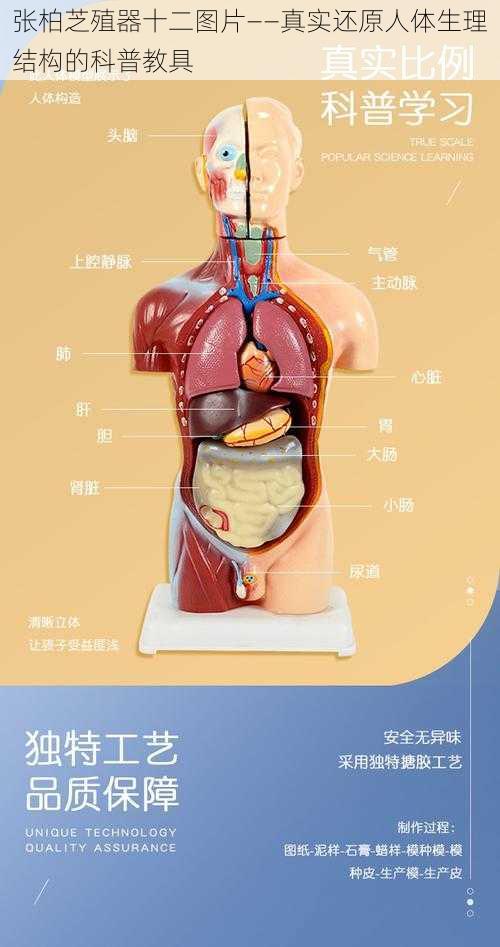 张柏芝殖器十二图片——真实还原人体生理结构的科普教具