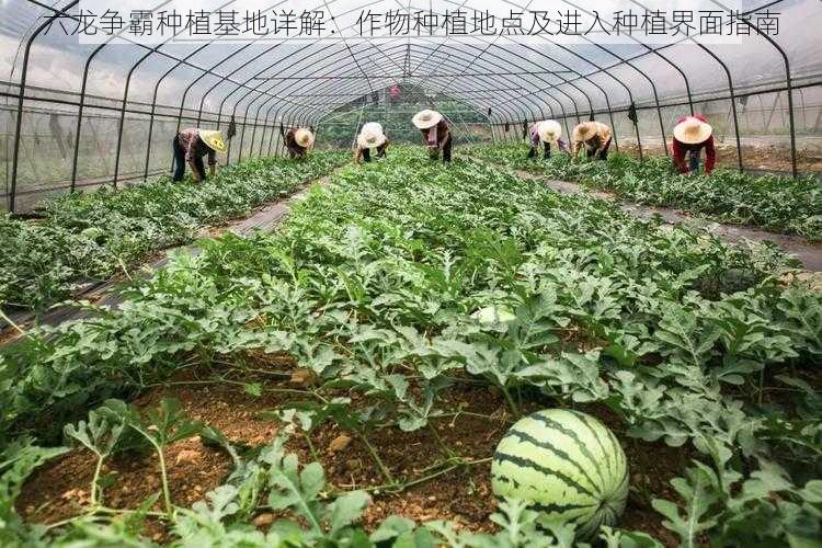 六龙争霸种植基地详解：作物种植地点及进入种植界面指南