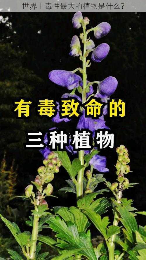 世界上毒性最大的植物是什么？