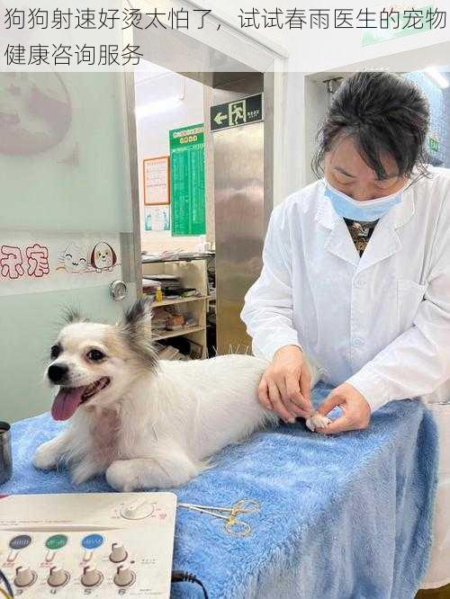 狗狗射速好烫太怕了，试试春雨医生的宠物健康咨询服务