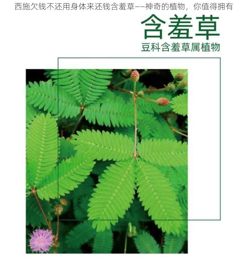 西施欠钱不还用身体来还钱含羞草——神奇的植物，你值得拥有