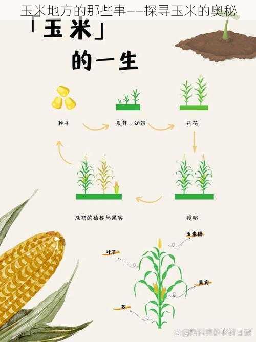 玉米地方的那些事——探寻玉米的奥秘