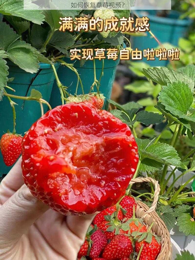 如何恢复草莓视频？