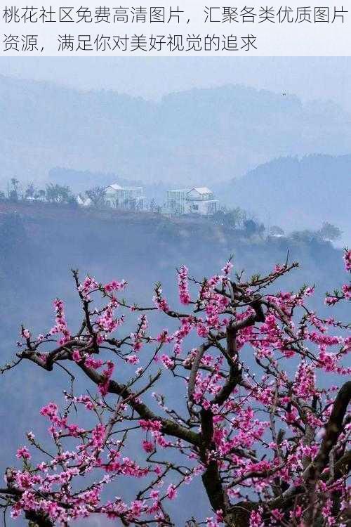 桃花社区免费高清图片，汇聚各类优质图片资源，满足你对美好视觉的追求