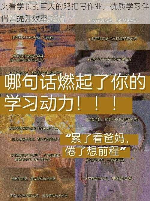 夹看学长的巨大的鸡把写作业，优质学习伴侣，提升效率