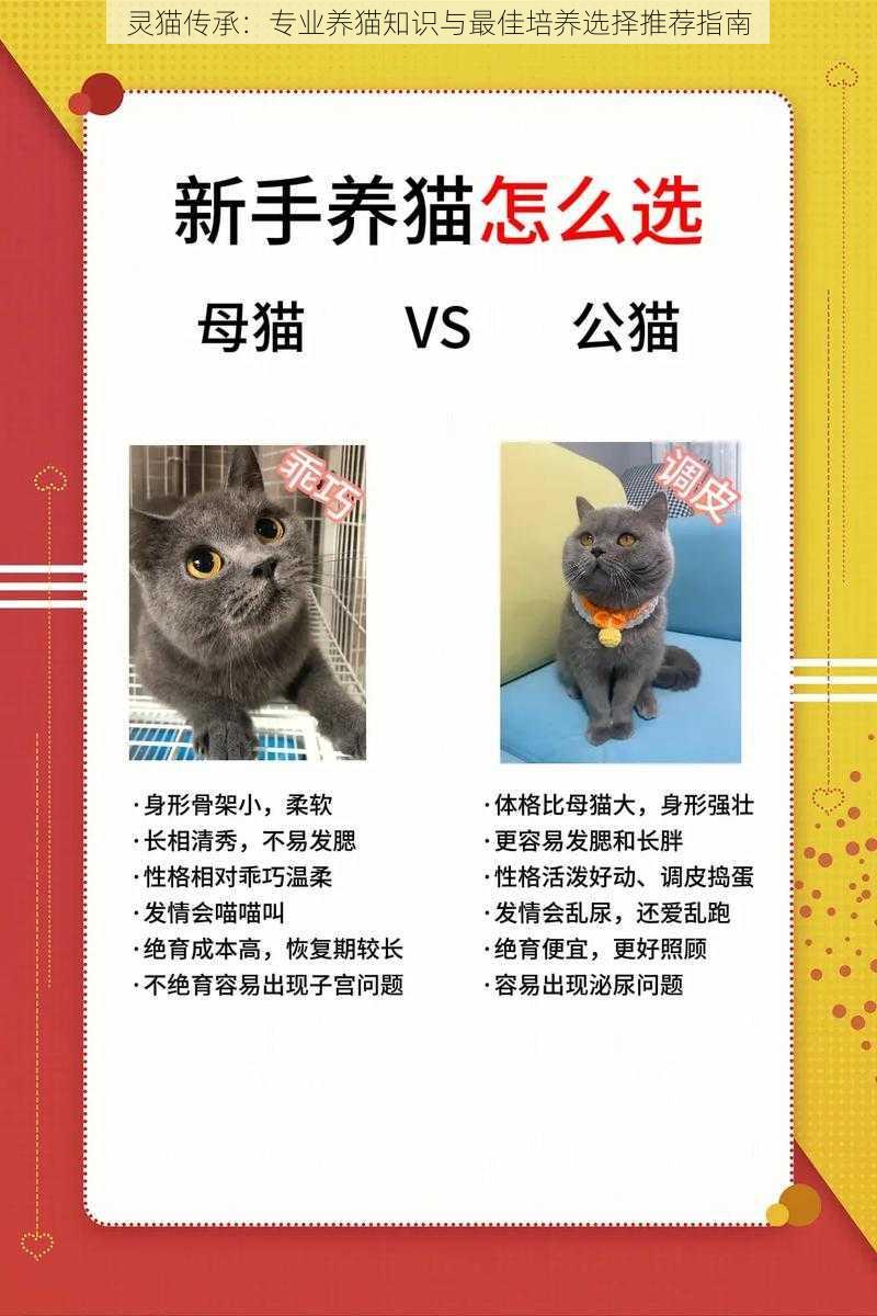 灵猫传承：专业养猫知识与最佳培养选择推荐指南