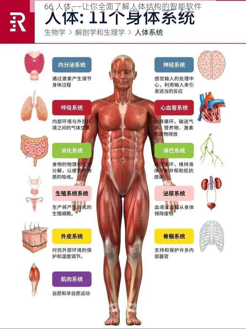 66 人体——让你全面了解人体结构的智能软件