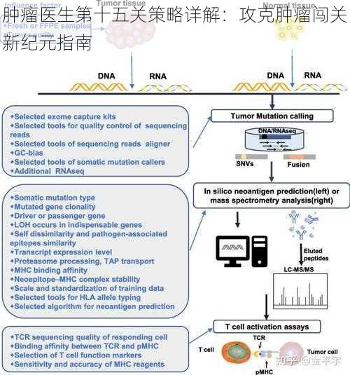 肿瘤医生第十五关策略详解：攻克肿瘤闯关新纪元指南