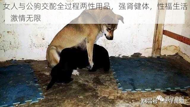 女人与公驹交酡全过程两性用品，强肾健体，性福生活，激情无限