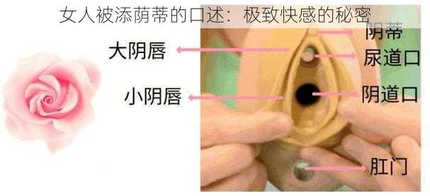 女人被添荫蒂的口述：极致快感的秘密