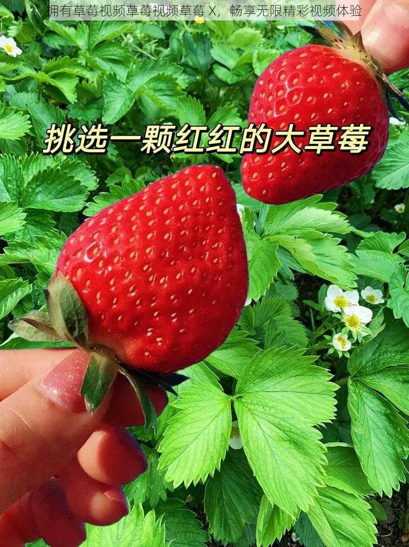 拥有草莓视频草莓视频草莓 X，畅享无限精彩视频体验