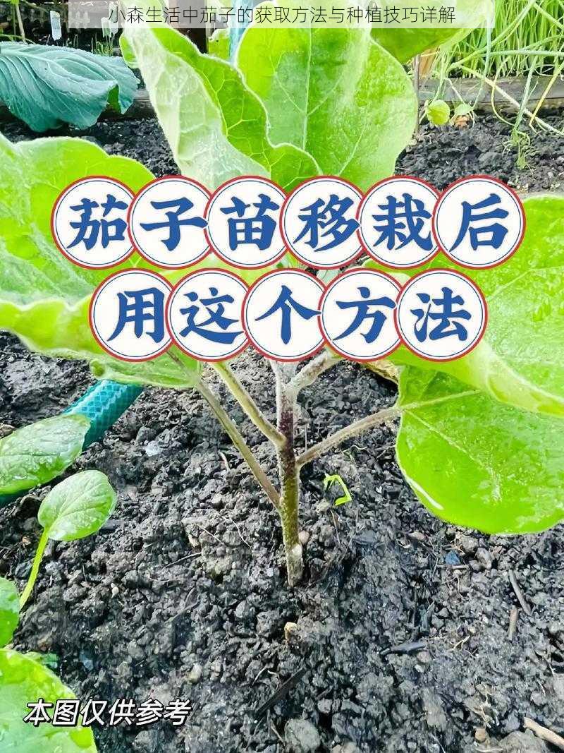 小森生活中茄子的获取方法与种植技巧详解