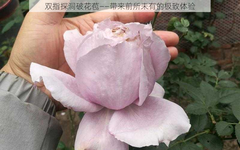 双指探洞破花苞——带来前所未有的极致体验