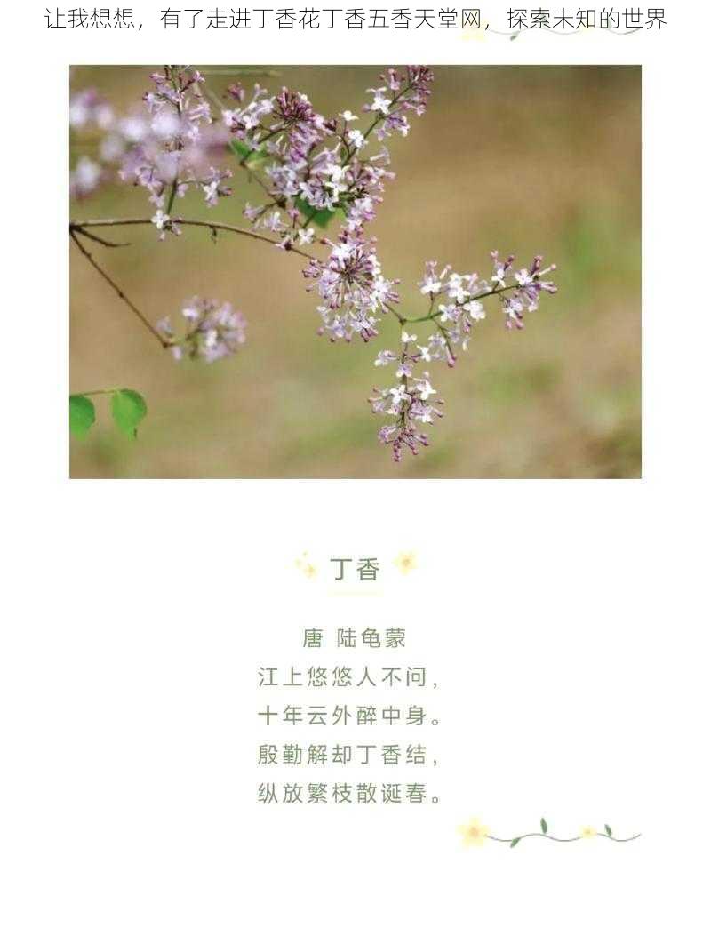 让我想想，有了走进丁香花丁香五香天堂网，探索未知的世界