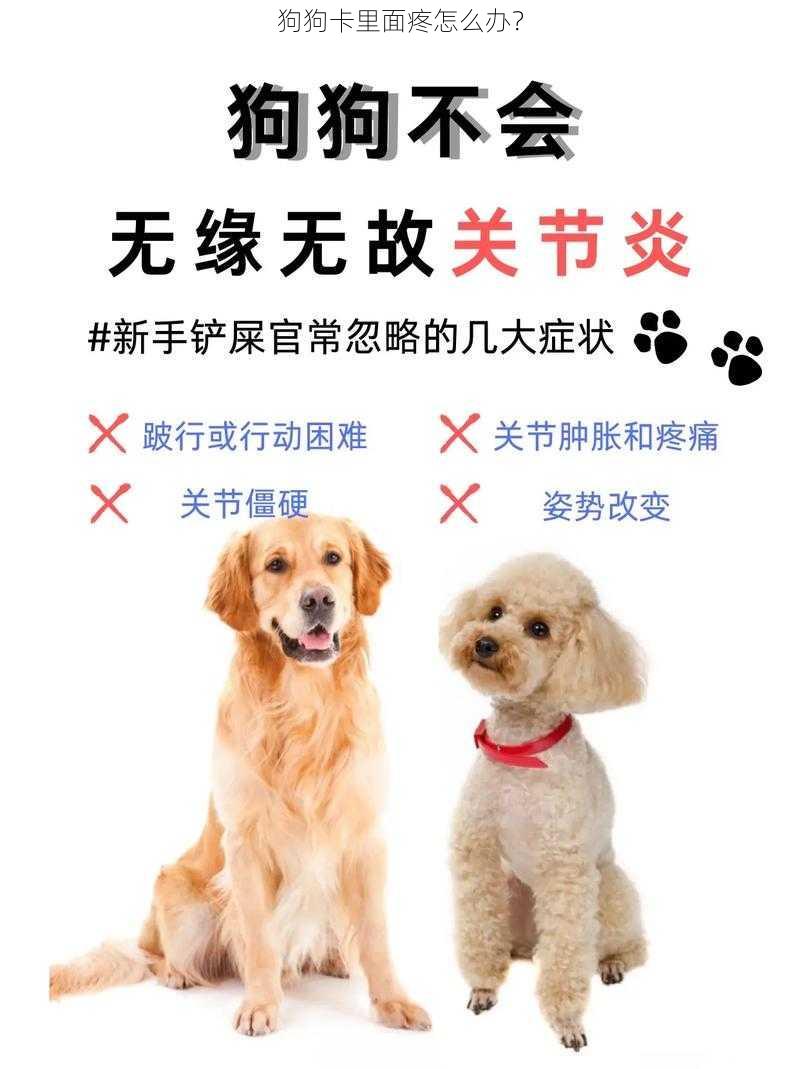 狗狗卡里面疼怎么办？