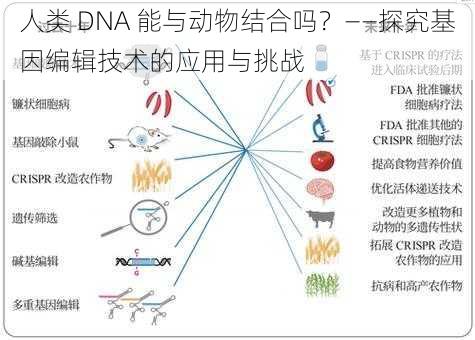 人类 DNA 能与动物结合吗？——探究基因编辑技术的应用与挑战