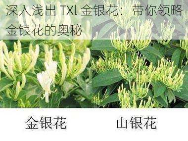 深入浅出 TXl 金银花：带你领略金银花的奥秘