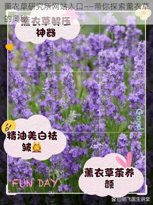 薰衣草研究所网站入口——带你探索薰衣草的奥秘