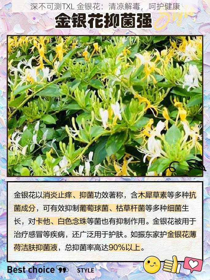 深不可测TXL 金银花：清凉解毒，呵护健康