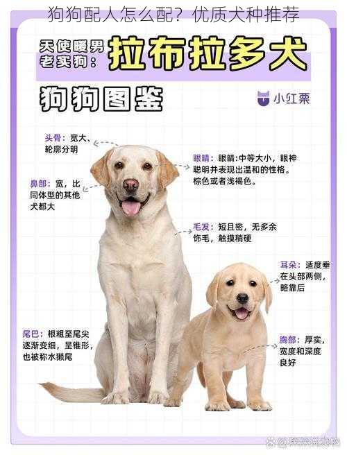 狗狗配人怎么配？优质犬种推荐