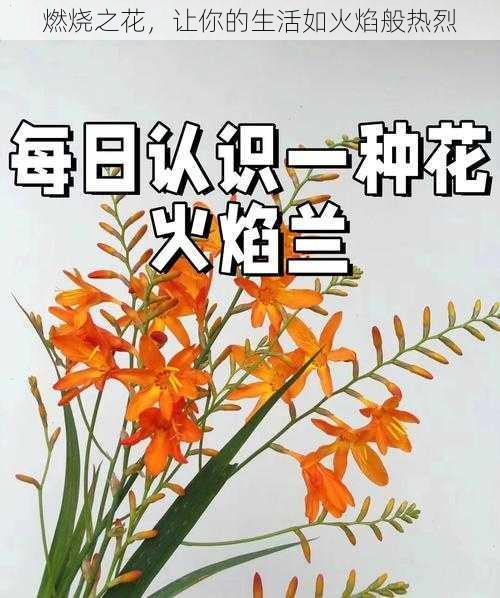 燃烧之花，让你的生活如火焰般热烈