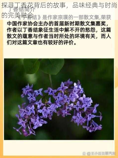 探寻丁香花背后的故事，品味经典与时尚的完美融合