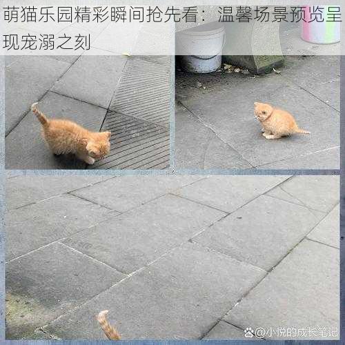 萌猫乐园精彩瞬间抢先看：温馨场景预览呈现宠溺之刻