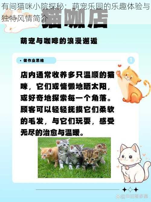 有间猫咪小院探秘：萌宠乐园的乐趣体验与独特风情简介