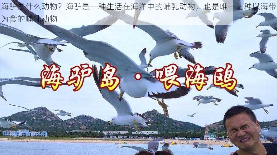 海驴是什么动物？海驴是一种生活在海洋中的哺乳动物，也是唯一一种以海带为食的哺乳动物