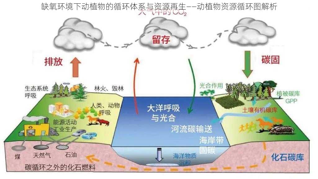 缺氧环境下动植物的循环体系与资源再生——动植物资源循环图解析