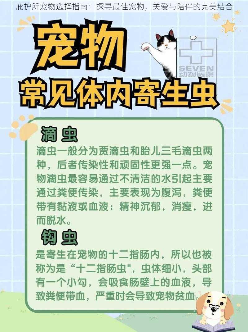 庇护所宠物选择指南：探寻最佳宠物，关爱与陪伴的完美结合