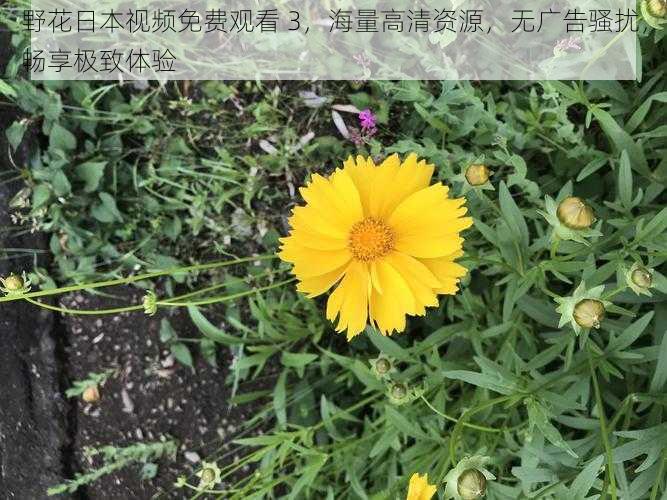 野花日本视频免费观看 3，海量高清资源，无广告骚扰，畅享极致体验