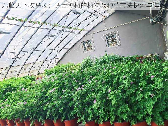 君临天下牧马场：适合种植的植物及种植方法探索与详解