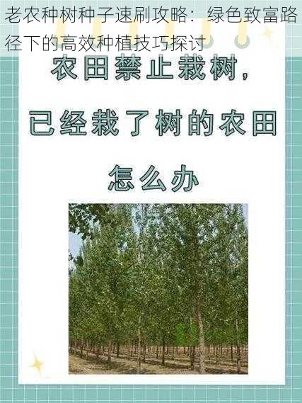 老农种树种子速刷攻略：绿色致富路径下的高效种植技巧探讨