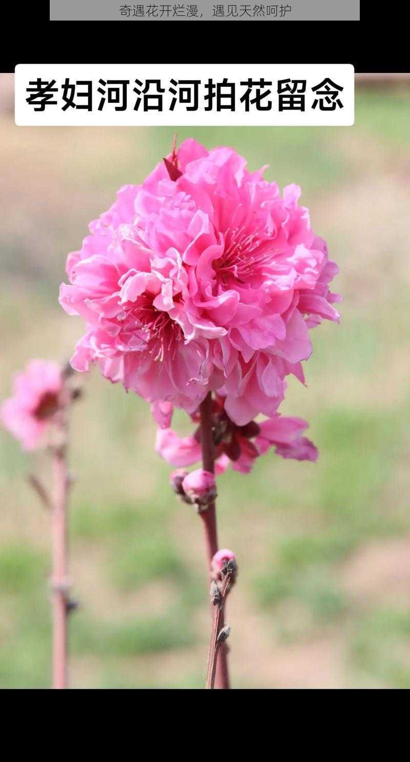 奇遇花开烂漫，遇见天然呵护