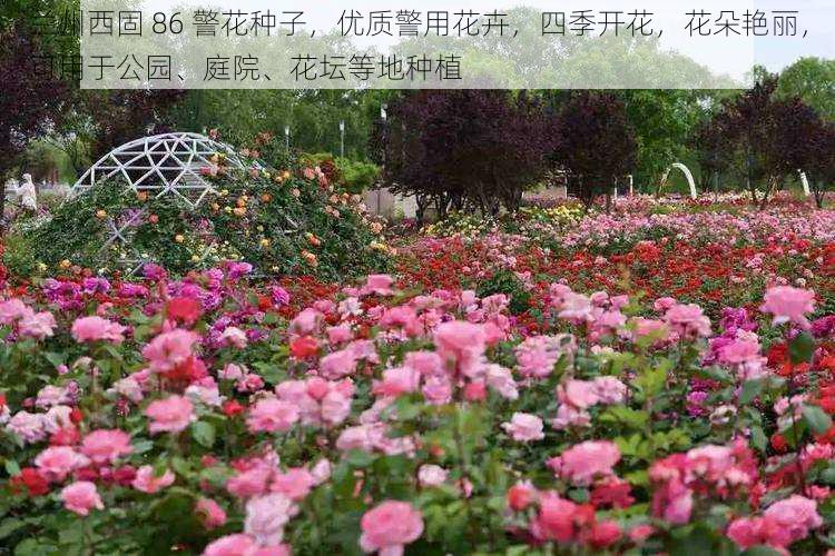 兰州西固 86 警花种子，优质警用花卉，四季开花，花朵艳丽，可用于公园、庭院、花坛等地种植