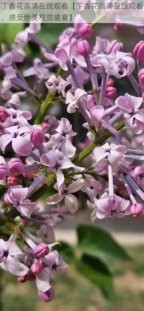 丁香花高清在线观看【丁香花高清在线观看，感受绝美视觉盛宴】