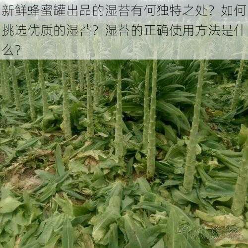 新鲜蜂蜜罐出品的湿苔有何独特之处？如何挑选优质的湿苔？湿苔的正确使用方法是什么？