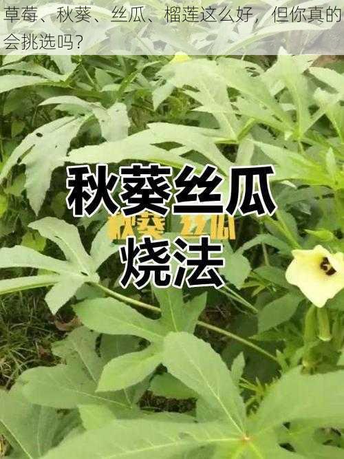 草莓、秋葵、丝瓜、榴莲这么好，但你真的会挑选吗？