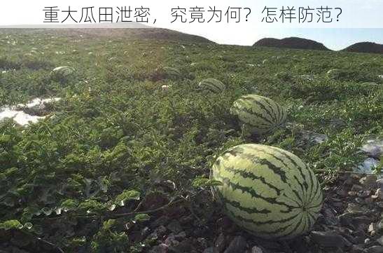 重大瓜田泄密，究竟为何？怎样防范？